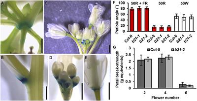 Corrigendum: The Arabidopsis ATP-BINDING CASSETTE Transporter ABCB21 Regulates Auxin Levels in Cotyledons, the Root Pericycle, and Leaves